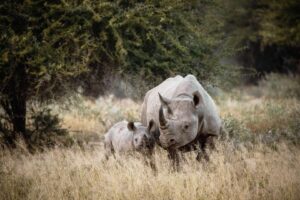 Black rhino