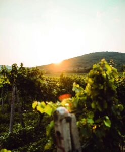 Weinberg